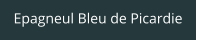 Epagneul Bleu de Picardie