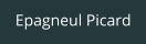 Epagneul Picard
