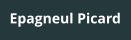 Epagneul Picard