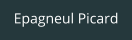 Epagneul Picard