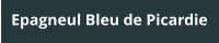 Epagneul Bleu de Picardie