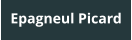 Epagneul Picard